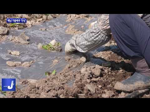 금배추 걱정…해남 가을배추는 ‘안심’