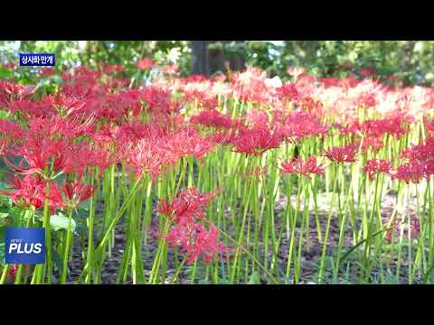 ‘마포구 시인의 거리’ 상사화 만개