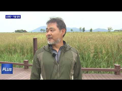 황금빛 갈대숲 장관…가을 정취 가득