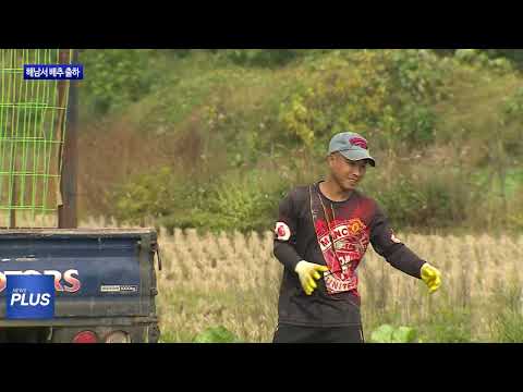 해남서 김장용 배추 출하…가격 안정세