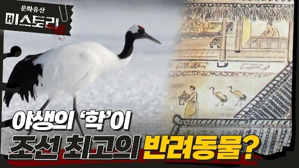 야생의 학 조선 최고의 반려동물이 되다!