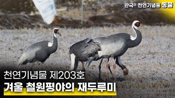 겨울 철원 평야의 재두루미
