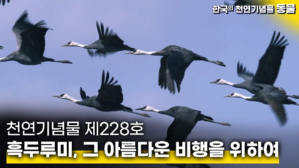 흑두루미, 그 아름다운 비행을 위하여