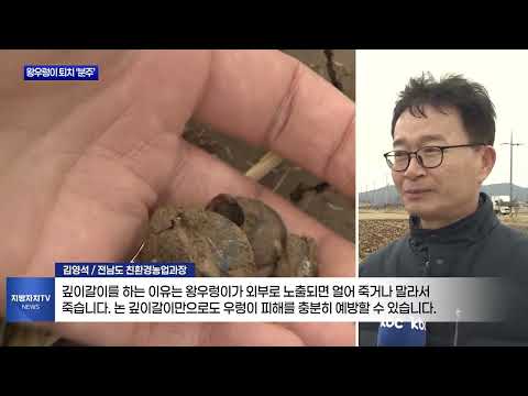 ‘친환경’ 왕우렁이 역습…사전 퇴치 ‘분주’