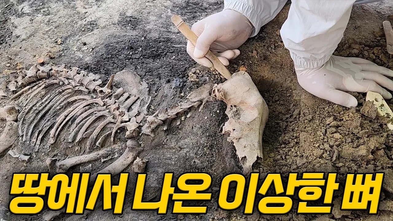 사로국 거주 흔적 최초 발견! 신라의 미스터리 풀리나