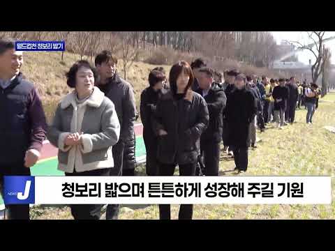 마포 월드컵천 청보리 밟기 행사 진행