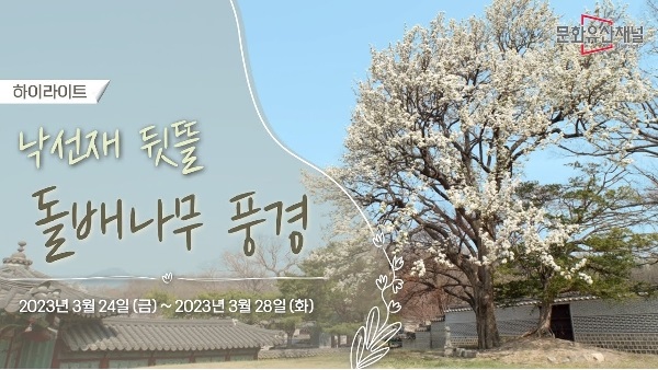 [창덕궁 봄꽃 개화 현장] EP.2 창덕궁 돌배나무 개화