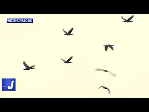 횡성군, 민물가마우지 개체수 관리