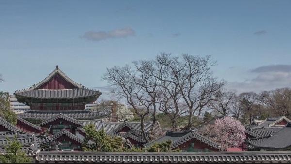 4대 궁궐 봄꽃풍경