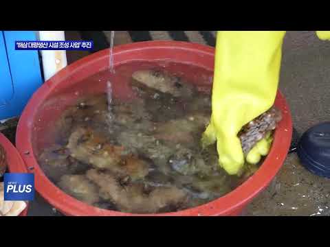 보령시, ‘해삼 대량생산 시설 조성 사업’ 추진