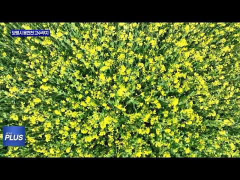 보령시 웅천천 고수부지, 유채꽃밭 조성