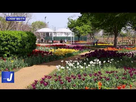 동대문구, ‘사계정원’ 튤립 만개
