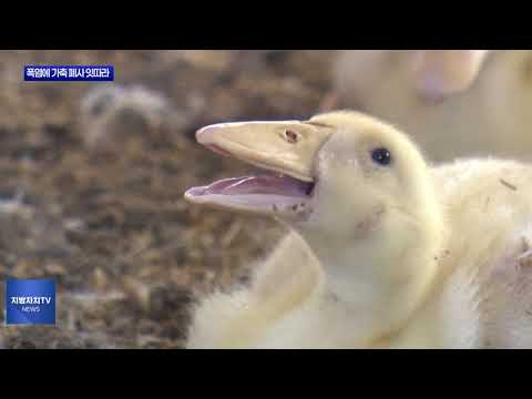 폭염에 가축 폐사 속출…농가 ‘비상’