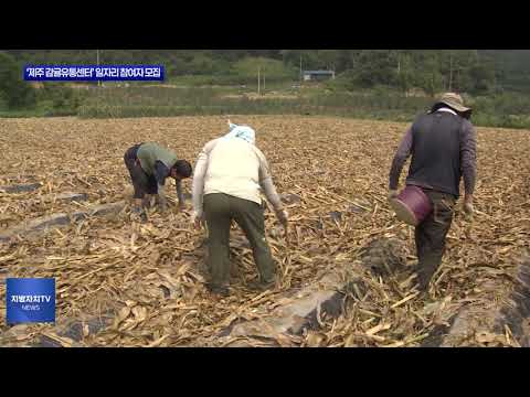 충북도, ‘제주 감귤유통센터’ 일자리 참여자 모집