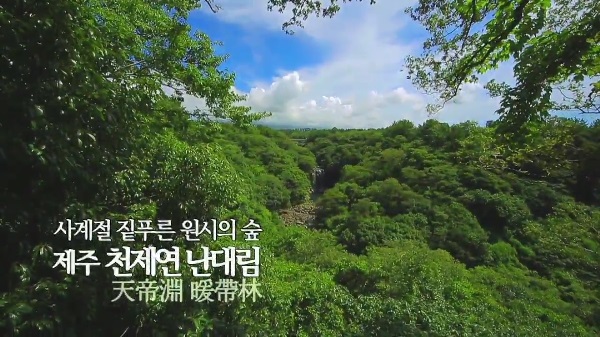 사계절 짙푸른 원시의 숲 제주 천제연 난대림