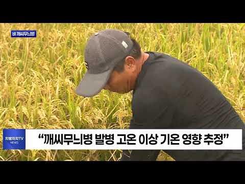 벼 깨씨무늬병 발생 확산…