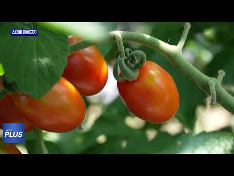 횡성군 스마트 원예단지 기반 조성