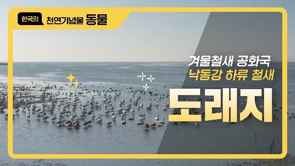 겨울철새 공화국 낙동강 하류 철새 도래지