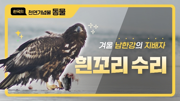 겨울 남한강의 지배자 흰꼬리 수리