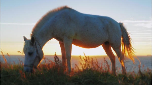 [KBS 6시 내고향] 내고향 문화재 26편 제주마