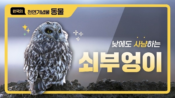 낮에도 사냥하는 쇠부엉이