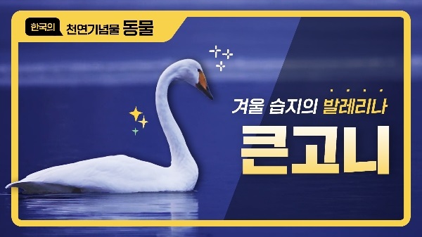 겨울 습지의 발레리나 큰고니