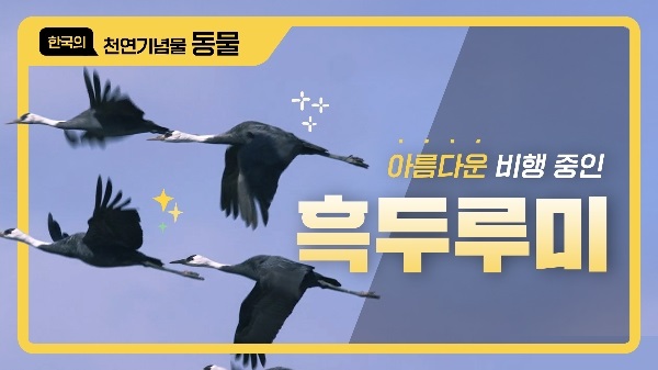 흑두루미, 그 아름다운 비행을 위하여