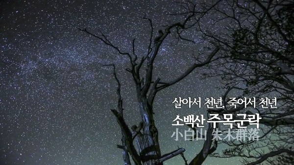 살아서 천년, 죽어서 천년 소백산 주목군락
