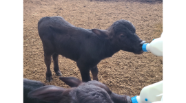 경기도, 국내 최초 이탈리안 물소 번식 성공…프리미엄 낙농 시대 열었다