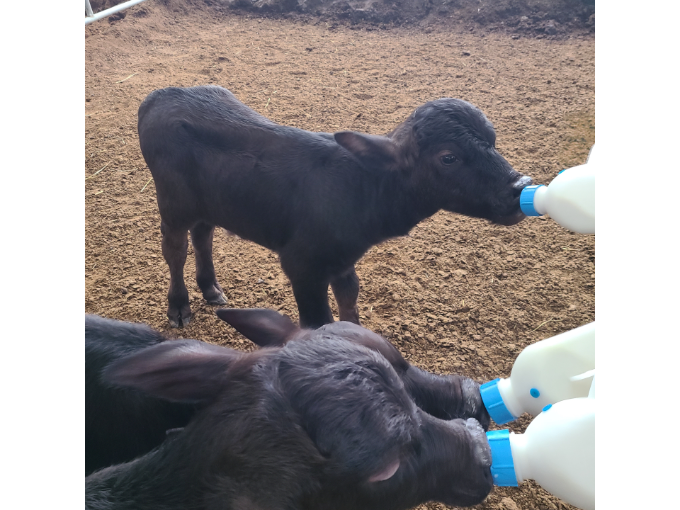 경기도, 국내 최초 이탈리안 물소 번식 성공…프리미엄 낙농 시대 열었다
