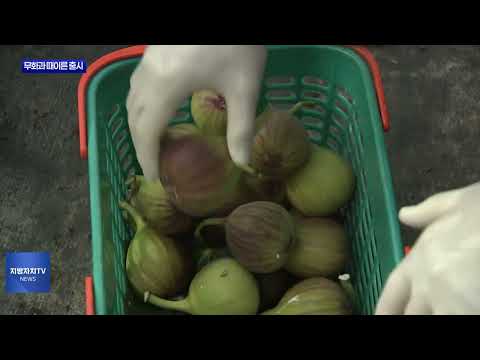 ‘여름철 과일’ 무화과, 3월 출시 시작