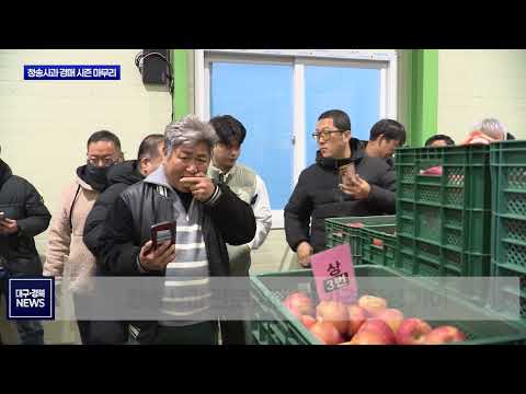 1만1천 톤 거래 기록…청송사과 경매 시즌 마무리
