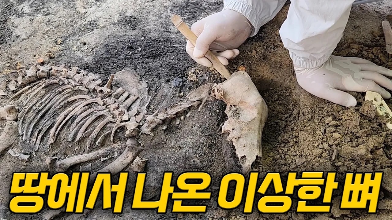 사로국 거주 흔적 최초 발견! 신라의 미스터리 풀리나