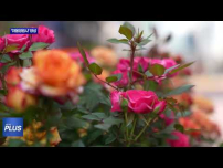 마포구, ‘마을정원사’ 양성…생활권 녹지 확대
