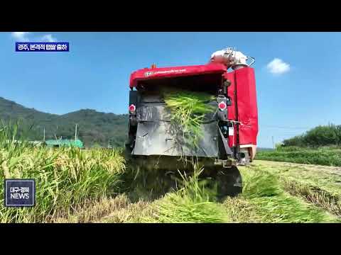 경주서 올해 첫 벼베기…조생종 ‘해담벼’ 본격 수확