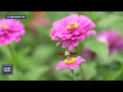 청송정원 백일홍 만개…9월 1일 본격 개장
